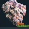 "Cannabis Heals My Head"