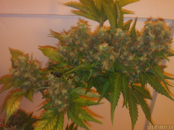 Haze Berry - feminizovaná semena 10 ks Royal Queen Seeds