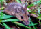 Cannabis Pests: How to Protect Cannabis from Rodents?