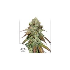 CBD Mazar - феминизирани семена 3 бр Dutch Passion