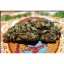 Sweet Chesse Auto – 10 ks autoflowering semien Sweet Seeds