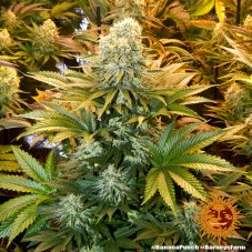 Banana Punch - feminized seeds 5 pcs, Barney´s Farm