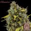 Buddha Amnesia, 3 sztuki, Buddha Seeds