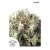 Snow Bud - feminizowane nasiona 3ks Dutch Passion