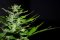 Legendary Hemp 1: Jack Herer