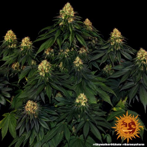 Skywalker OG Auto - autoflowering semena marihuany 3 ks Barney´s Farm