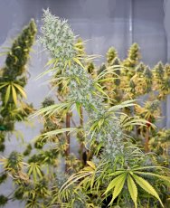 Mr. Nice Seeds Holy Smoke Regular Seeds