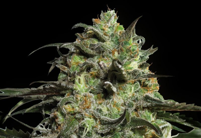Peyote Cookies - feminizované semená 3 ks Barney´s Farm