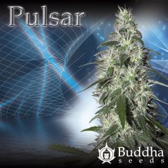 Pulsar  – 5 feminizovaných semien Budha Seeds