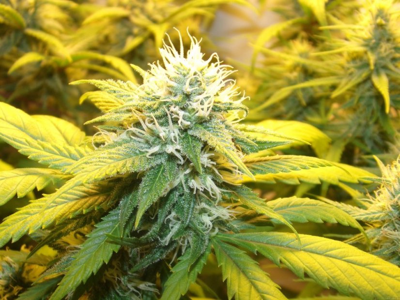 Shiva Skunk 10 ks štandardizované feminizované semená Sensi Seeds