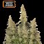 White Widow Auto Feminisierte Samen - 1