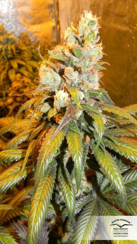 Bubba Island Kush® - feminizovaná semena 10 ks Dutch Passion