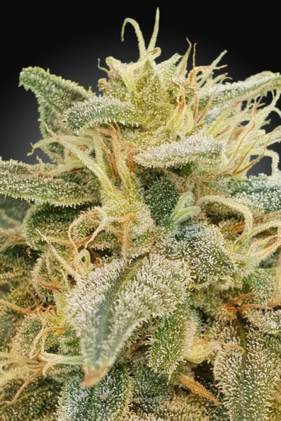 CBDrelief - 3ks feminizovaná semínka Paradise Seeds