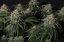 Gorilla Cookies FF - feminizovaná semena marihuany 10 ks Fast Buds