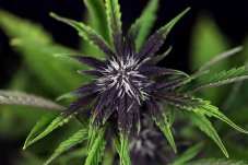 Pink Kush CBD 30:1 autoflowering Samen 3 Stück Seedsman