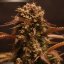 Purple Ryder - autoflowering Samen 3 Stück, Doctor's Choice