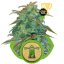 Royal Haze Automatic - feminized And autoflowering 10 pcs Royal Queen Seeds