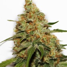 CBD Kush® - feminized seeds 3 pcs Dutch Passion