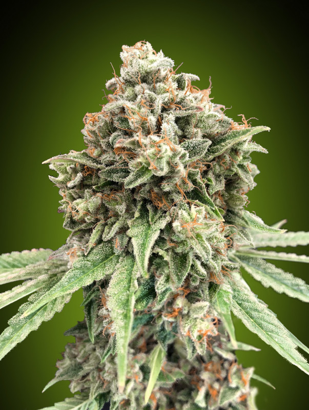 Sweet Critical Fast version - feminized marijuana seeds, 5pcs 00 Seeds