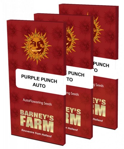 Purple Punch Auto - samonakvétací semínka 3 ks Barney´s Farm