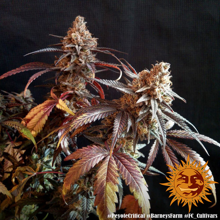 Peyote Critical - feminizované semena marihuany 10 ks Barney´s Farm