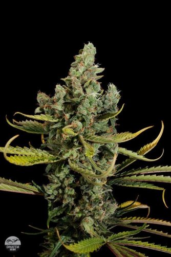 Cheese - 10 pcs of feminized Dinaf seeds