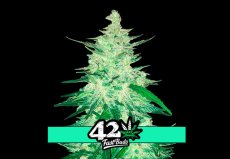 CBD Crack Auto - samonakvétacie semená marihuany 10 ks Fast Buds