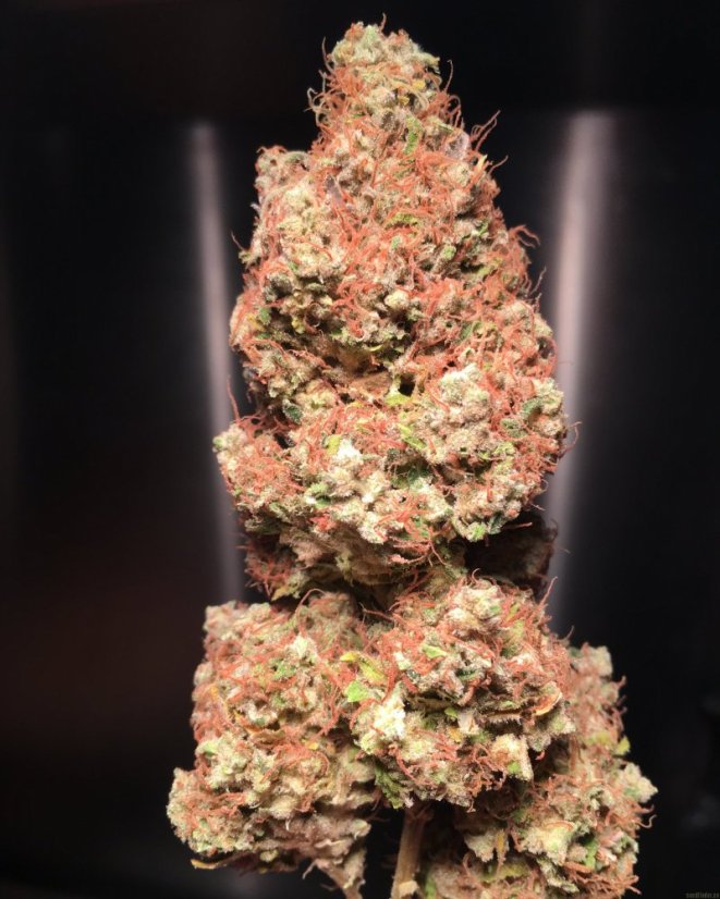 Skunk n.1 - semínka 10 ks standardizovaná Sensi Seeds