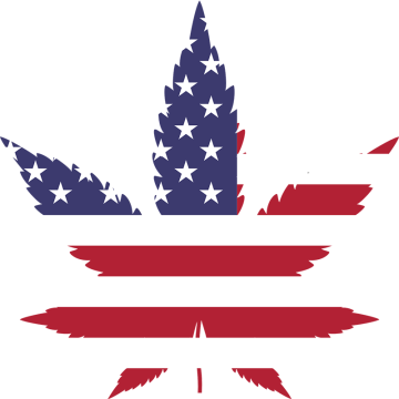 American Dream – Najbardziej dochodowa odmiana marihuany?