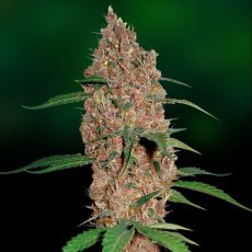 Laughing Buddha - Feminized Seeds 10 pcs Barney's Farm