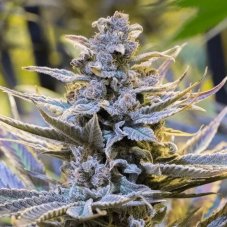Cookielato - feminized seeds 10pcs, Silent Seeds