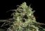 Peyote Cookies - feminizované semená 3 ks Barney´s Farm