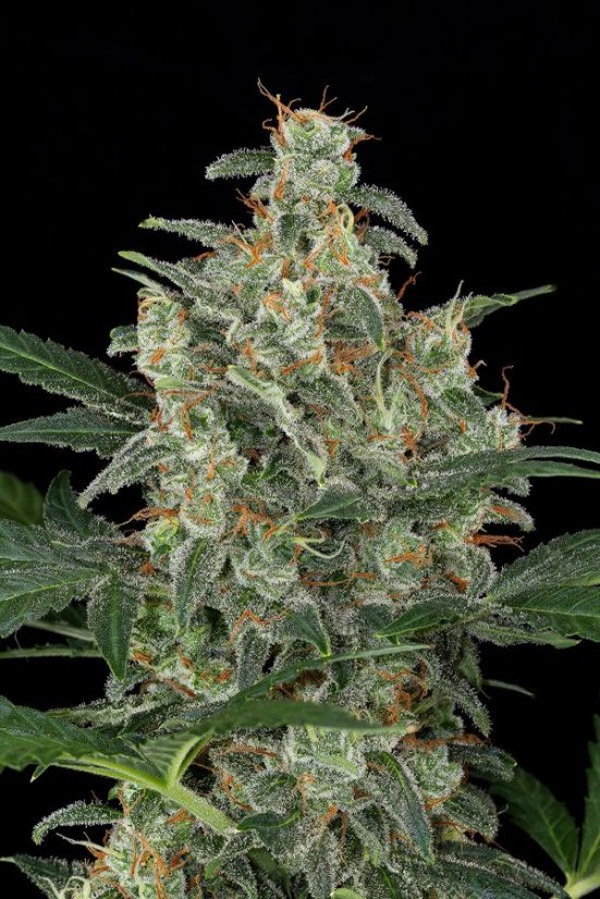 Blue Cheese Automatic - fem. a autoflowering semienka 10ks Dinafem
