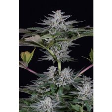 Dinafem Ocean Grown Cookies feminized seeds