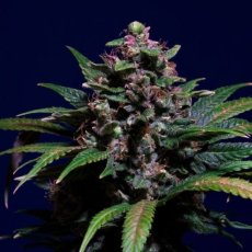 Sweet Purple - 10 ks feminizované semená Paradise Seeds