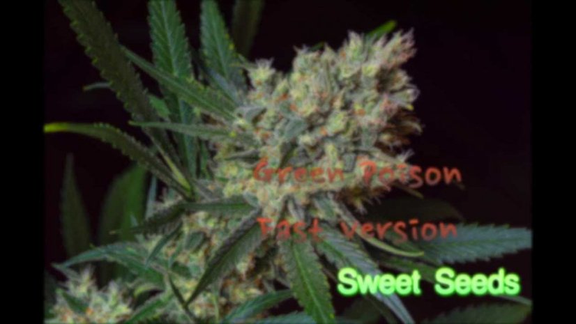 Green Poison Fast Version - feminizované semienka 10ks Sweet Seeds