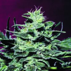 Nebula 5 ks, feminizované semená Paradise Seeds