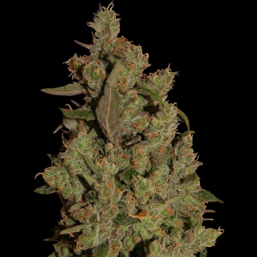 CBD Critical Cure - feminizovaná semínka 3 ks Barney´s Farm