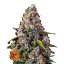 Strawberry Cheesecake Auto Feminisierte Samen - 3