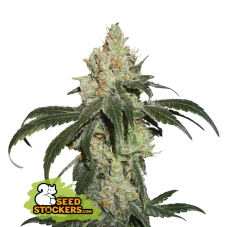 Seedstockers Nicole Cream feminizovaná semena