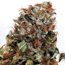Buddha Gelato, 3 ks, Buddha Seeds
