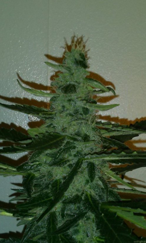 Syrup - feminizovaná a samonakvitacie semienka Buddha Seeds