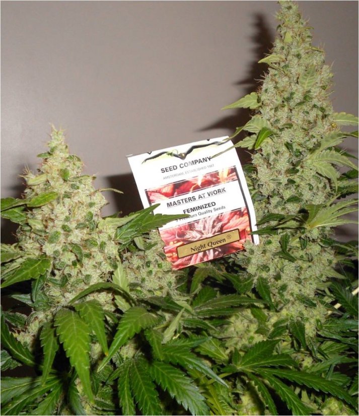 Night Queen  – feminizovaná semínka 5 ks Dutch Passion