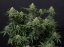 Wedding Cheesecake FF - feminized marijuana seeds 5 pcs Fast Buds