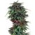Durban Poison - feminizovaná semínka 5 ks Dutch Passion
