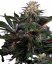 Lockdown Kush - Feminized cannabis seeds 3 pcs, Sensi Seeds