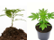 Flower pots vs. soil: What is the best medium for growing cannabis?