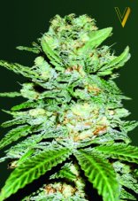 Victory Seeds Jack Hammer Auto feminizovaná semena
