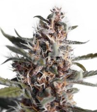 AutoBlackberry Kush - fem. a samonakvétací semena 7 ks Dutch Passion