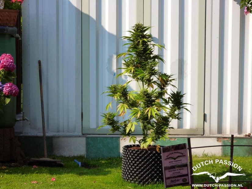 StarRyder autoflowering semínka 3ks Dutch Passion